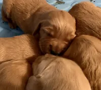 Macie, a female Golden Retriever for sale in Stony Point, NC – 3 of 5