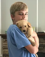 Dusty, a male Golden Retriever for sale in Stony Point, NC – 4 of 8