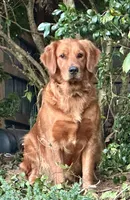 Macie, a female Golden Retriever for sale in Stony Point, NC – 2 of 5
