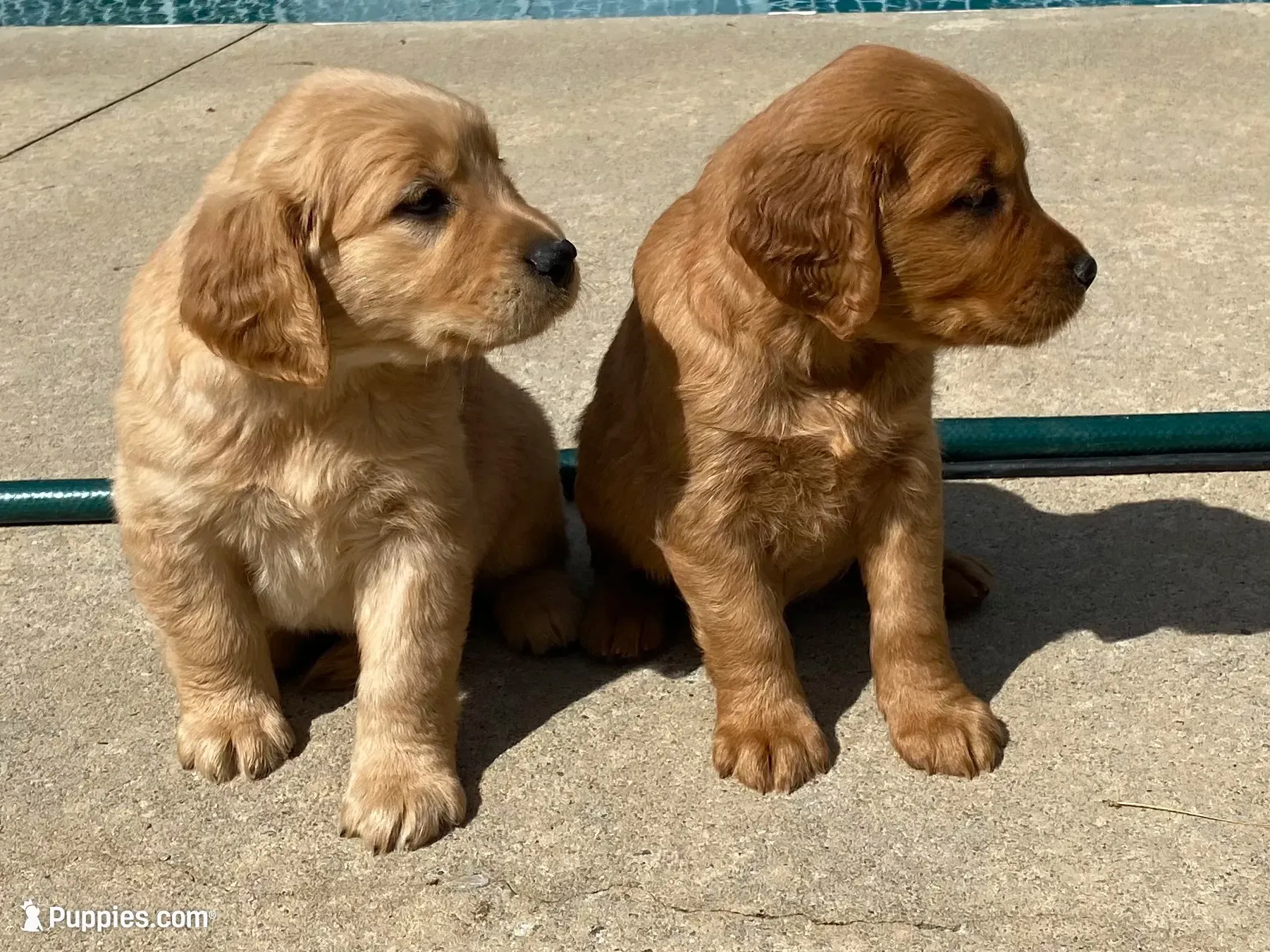 Sassy, a female Golden Retriever for sale in Stony Point, NC – 5 of 9