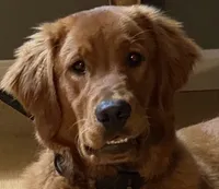 Marley, a male Golden Retriever for sale in Stony Point, NC – 2 of 5
