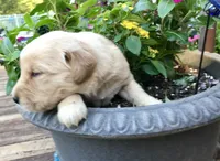 Dusty, a male Golden Retriever for sale in Stony Point, NC – 6 of 8