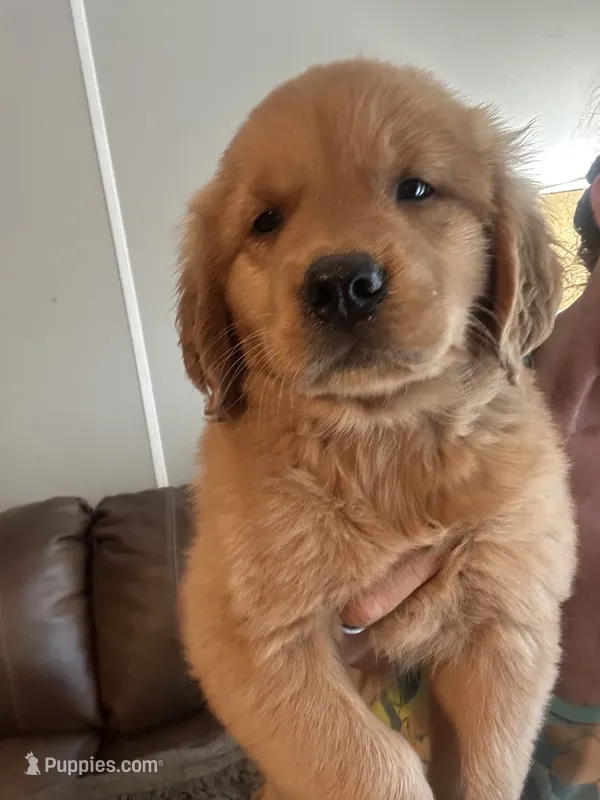 Dusty – Golden Retriever puppy for sale in Stony Point, NC