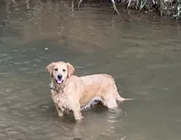 Dusty, a male Golden Retriever for sale in Stony Point, NC – 2 of 8