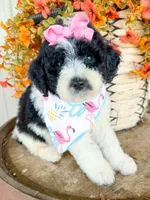 Penelope, a female Miniature Aussiedoodle for sale in Tulsa, OK – 8 of 10