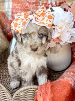 Annie , a female Aussiedoodle for sale in Tulsa, OK – 3 of 8