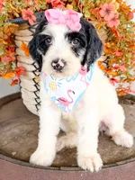 Vera, a female Miniature Aussiedoodle for sale in Tulsa, OK – 3 of 10