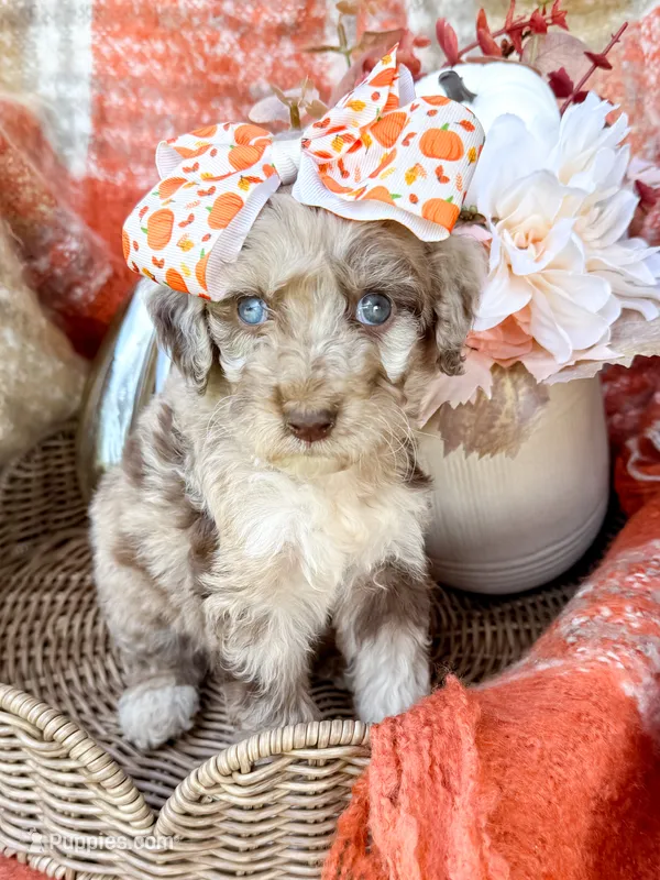 Annie  – Aussiedoodle puppy for sale in Tulsa, OK