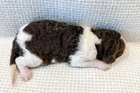 Cowboy, a male Miniature Aussiedoodle for sale in Tulsa, OK – Photo 6 of 7