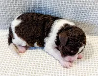 Cowboy, a male Miniature Aussiedoodle for sale in Tulsa, OK – Photo 4 of 7