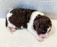 Cowboy, a male Miniature Aussiedoodle for sale in Tulsa, OK – Photo 7 of 7