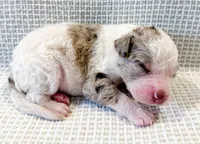 Marshall, a male Miniature Aussiedoodle for sale in Tulsa, OK – Photo 7 of 9