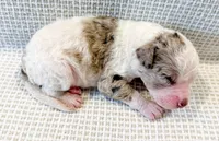 Marshall, a male Miniature Aussiedoodle for sale in Tulsa, OK – Photo 8 of 9