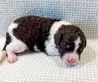 Cowboy, a male Miniature Aussiedoodle for sale in Tulsa, OK – Photo 2 of 7