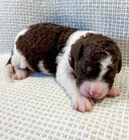 Cowboy, a male Miniature Aussiedoodle for sale in Tulsa, OK – Photo 3 of 7