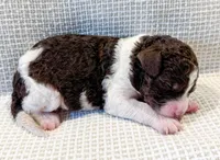 Cowboy, a male Miniature Aussiedoodle for sale in Tulsa, OK – Photo 5 of 7