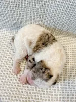 Marshall, a male Miniature Aussiedoodle for sale in Tulsa, OK – Photo 2 of 9