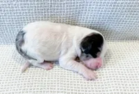 Vera, a female Miniature Aussiedoodle for sale in Tulsa, OK – Photo 10 of 10