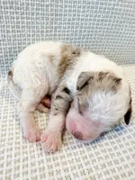 Marshall, a male Miniature Aussiedoodle for sale in Tulsa, OK – Photo 6 of 9