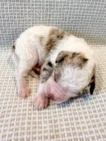 Marshall, a male Miniature Aussiedoodle for sale in Tulsa, OK – Photo 4 of 9