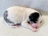 Vera, a female Miniature Aussiedoodle for sale in Tulsa, OK – Photo 8 of 10