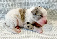 Marshall, a male Miniature Aussiedoodle for sale in Tulsa, OK – Photo 1 of 9