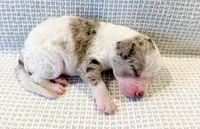 Marshall, a male Miniature Aussiedoodle for sale in Tulsa, OK – Photo 9 of 9