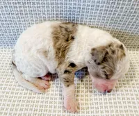 Marshall, a male Miniature Aussiedoodle for sale in Tulsa, OK – Photo 3 of 9