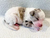 Marshall, a male Miniature Aussiedoodle for sale in Tulsa, OK – Photo 5 of 9