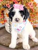 Vera, a female Miniature Aussiedoodle for sale in Tulsa, OK – 4 of 10
