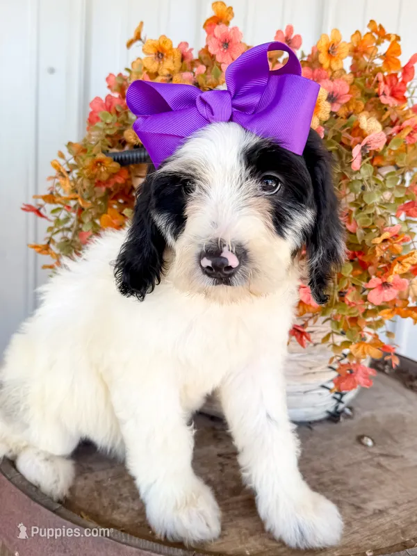 Vera – Miniature Aussiedoodle puppy for sale in Tulsa, OK