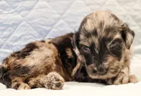 Dexter, a male Aussiedoodle for sale in Tulsa, OK – 7 of 10