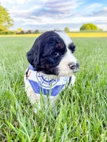 Po, a male Miniature Aussiedoodle for sale in Tulsa, OK – 10 of 10