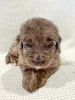 Toby , a male Bernedoodle for sale in Tulsa, OK – 4 of 10