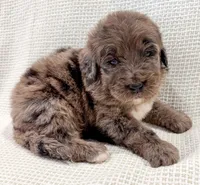 Toby , a male Bernedoodle for sale in Tulsa, OK – 7 of 10