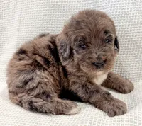 Toby , a male Bernedoodle for sale in Tulsa, OK – 6 of 10