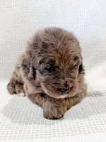 Toby , a male Bernedoodle for sale in Tulsa, OK – 2 of 10