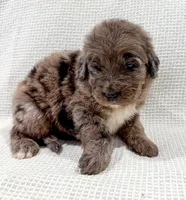 Toby , a male Bernedoodle for sale in Tulsa, OK – 5 of 10