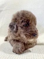 Toby , a male Bernedoodle for sale in Tulsa, OK – 3 of 10