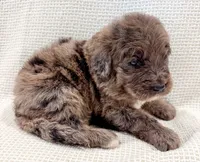 Toby , a male Bernedoodle for sale in Tulsa, OK – 9 of 10
