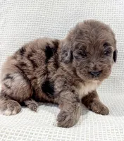 Toby , a male Bernedoodle for sale in Tulsa, OK – 8 of 10