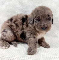 Toby , a male Bernedoodle for sale in Tulsa, OK – 10 of 10