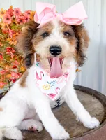Pebbles , a female Miniature Aussiedoodle for sale in Tulsa, OK – 5 of 9