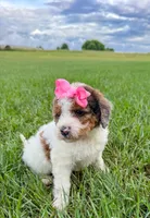 Pebbles , a female Miniature Aussiedoodle for sale in Tulsa, OK – 8 of 10