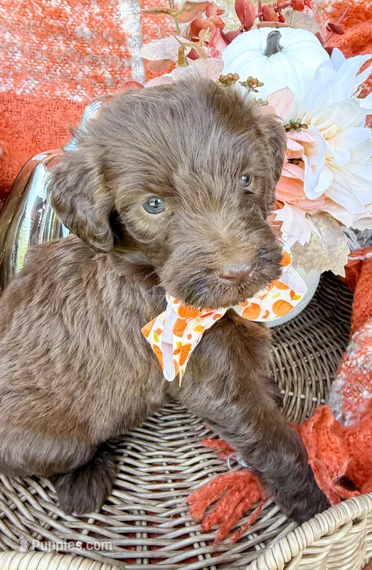 Ziggy – Aussiedoodle puppy for sale in Tulsa, OK