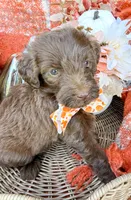 Ziggy, a male Aussiedoodle for sale in Tulsa, OK – 1 of 9