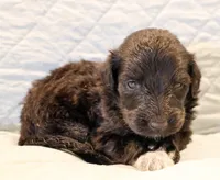 Theo, a male Aussiedoodle for sale in Tulsa, OK – 3 of 9