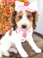 Pebbles , a female Miniature Aussiedoodle for sale in Tulsa, OK – 2 of 9
