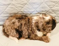 Patch , a male Aussiedoodle for sale in Tulsa, OK – 9 of 9