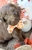Ziggy, a male Aussiedoodle for sale in Tulsa, OK – 9 of 9
